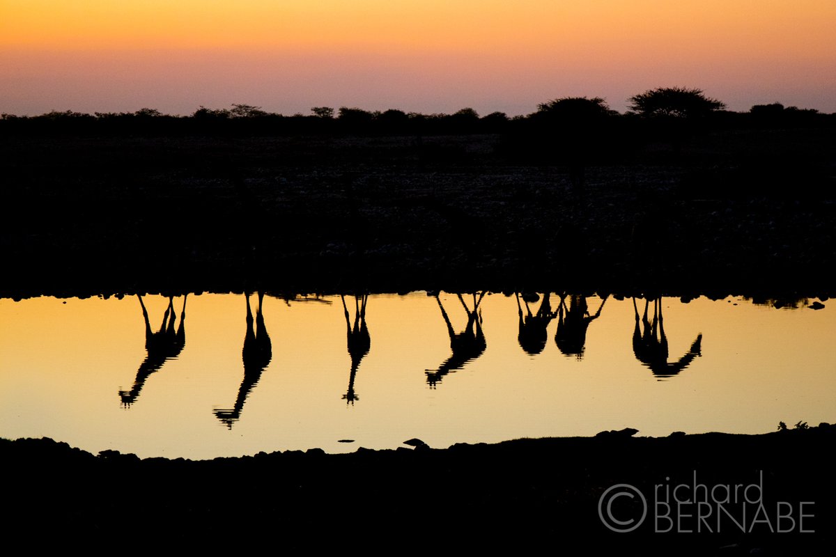 bernabephoto's tweet photo. Leaving for Kenya in less than a week for a three-week photo safari. Here are some of my favorites from previous trips Africa #photography https://t.co/nPrJAuQXgm