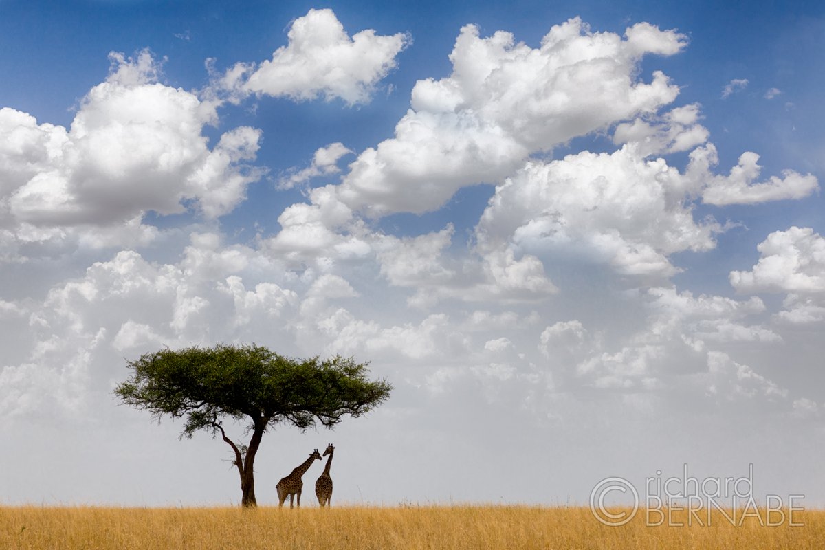 bernabephoto's tweet photo. Leaving for Kenya in less than a week for a three-week photo safari. Here are some of my favorites from previous trips Africa #photography https://t.co/nPrJAuQXgm