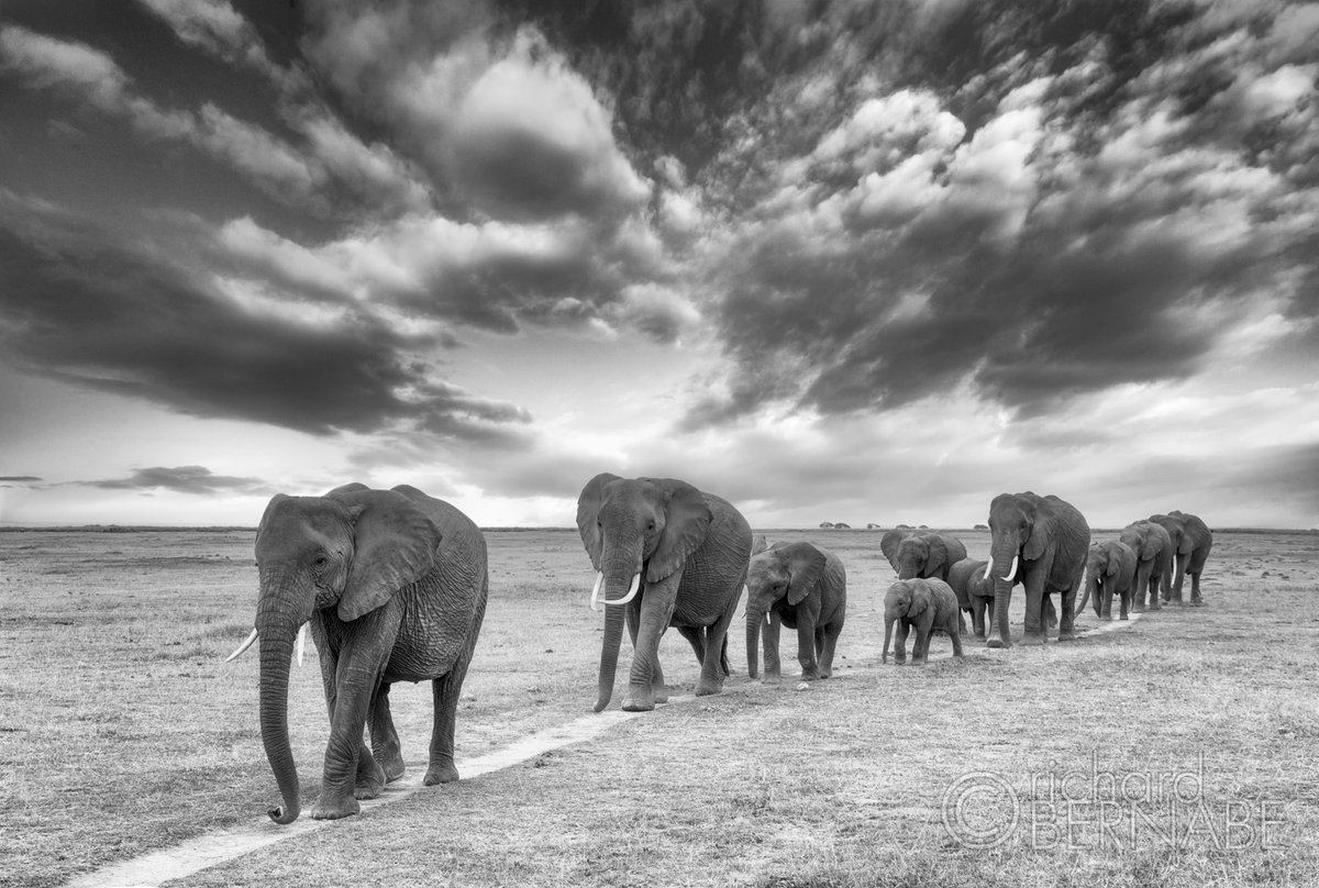 bernabephoto's tweet photo. Leaving for Kenya in less than a week for a three-week photo safari. Here are some of my favorites from previous trips Africa #photography https://t.co/nPrJAuQXgm