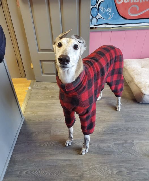 This is Doogus. We were told someone laughed at his pj’s, so now he needs your help to feel better. 14/10 they’re delightful Doogus