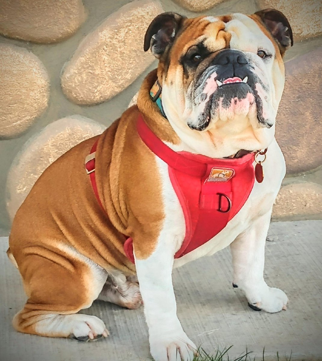 Josh Gardner tweet media