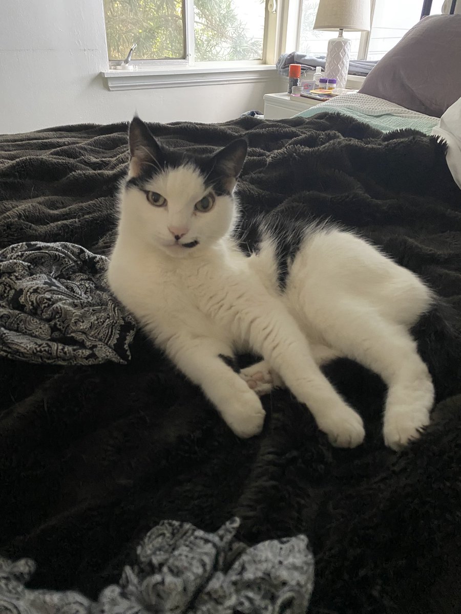 BerniePauley's tweet photo. Nothing gives me more joy than taking homeless animals and turning them into entitled pricks 💕💕💕 #bossofme https://t.co/SyoRlHwlkW
