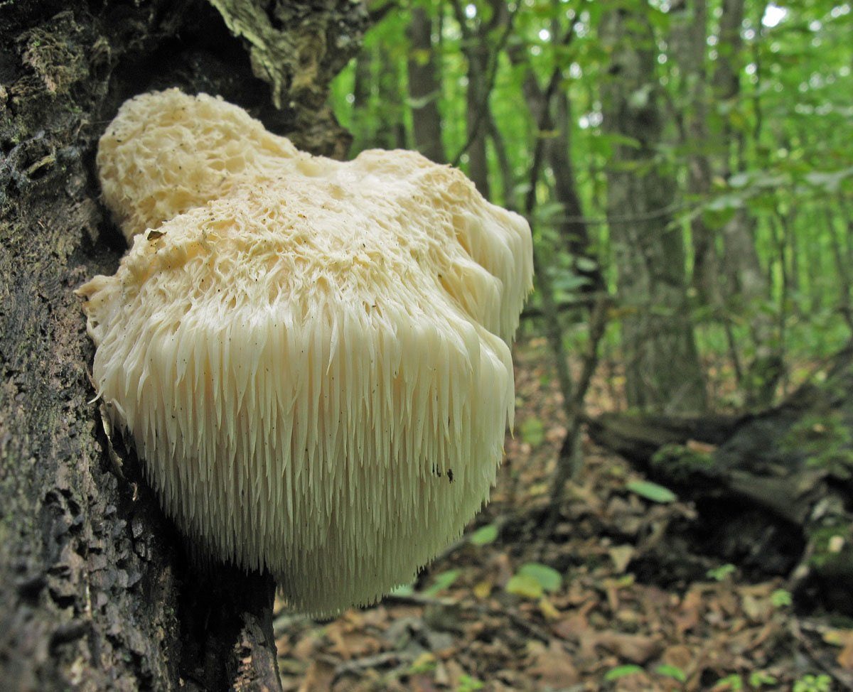 Гриб hericium erinaceus. Ежевик (ежовик) гребенчатый. Герициум – ежевик гребенчатый. Ежовик гребенчатый гриб описание. Львиная грива (ежевик гребенчатый).