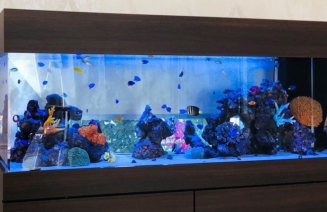 توییتر トロピカ 東京アクアガーデン در توییتر 1500水槽圧巻ఠ ఠ 名古屋 クリニック アクアリウム Aquarium 海水魚 熱帯魚水槽 水槽 Watertank 水景 水槽レンタル アクアリウムのある暮らし おうちじかん アクアリウム好きな人と繋がりたい 熱帯魚