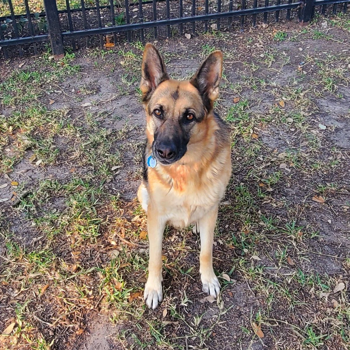 Jessikapetsit's tweet photo. #roverdotcom #roversitterpic #roverdogwalker #roverdogs #dogsofhouston🐾 #dogsitterlife #dogwalker🐶 https://t.co/i4fu8jtdQ3