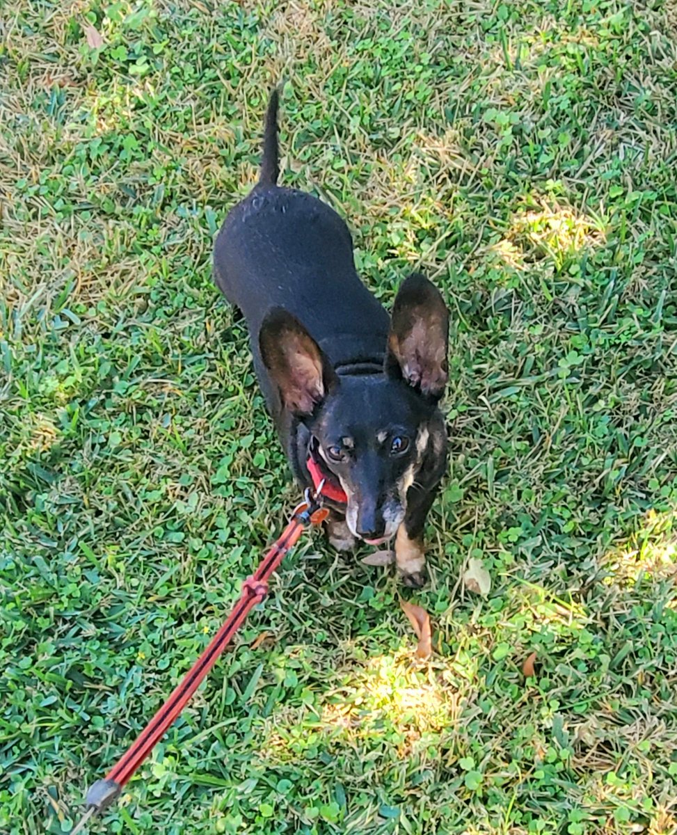 Jessikapetsit's tweet photo. #roverdotcom #roversitterpic #roverdogwalker #roverdogs #dogsofhouston🐾 #dogsitterlife #dogwalker🐶 https://t.co/ys6kKvfU1U