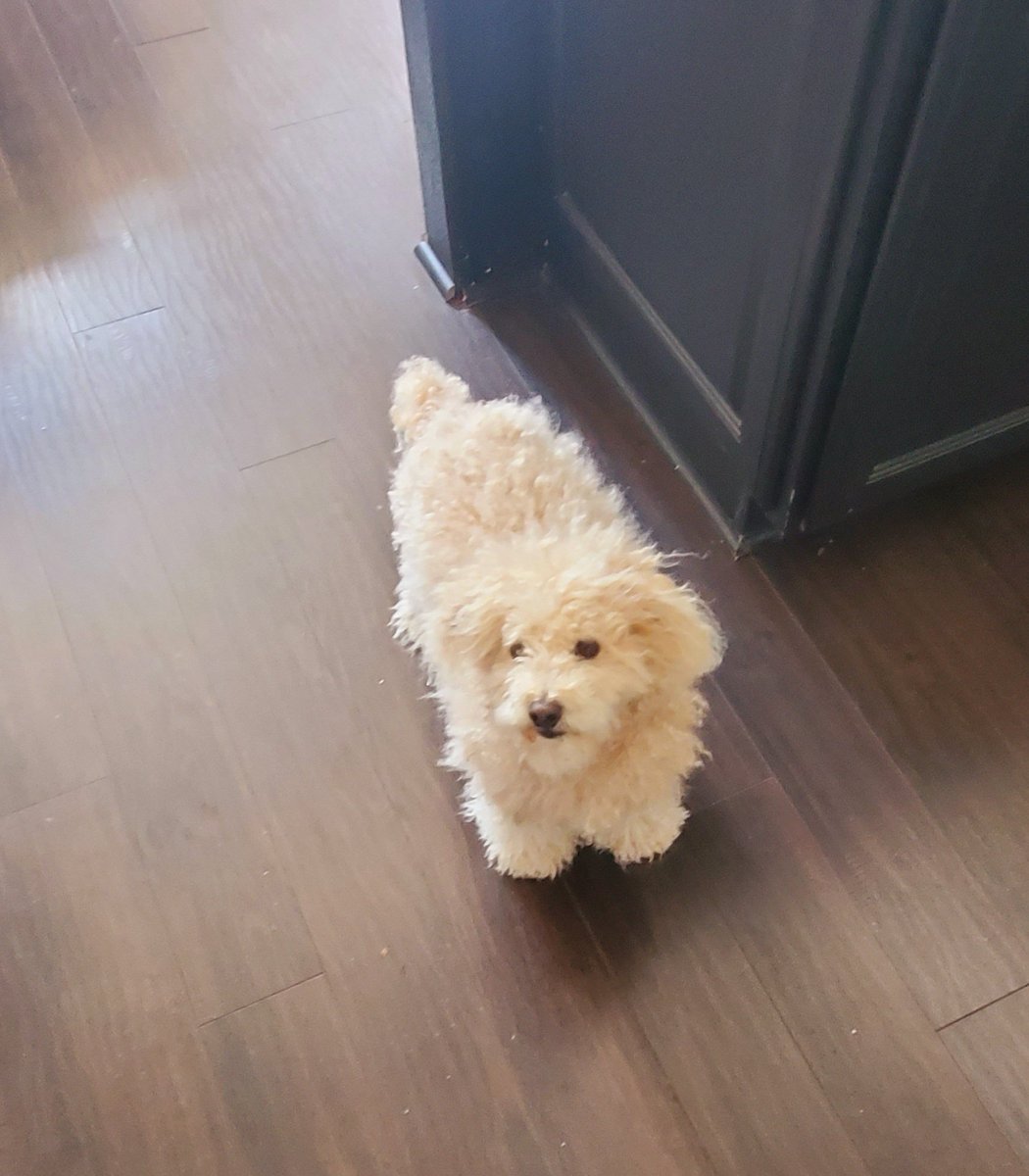 Jessikapetsit's tweet photo. #roverdotcom #roversitterpic #roverdogwalker #roverdogs #dogsofhouston🐾 #dogsitterlife #dogwalker🐶 https://t.co/ys6kKvfU1U