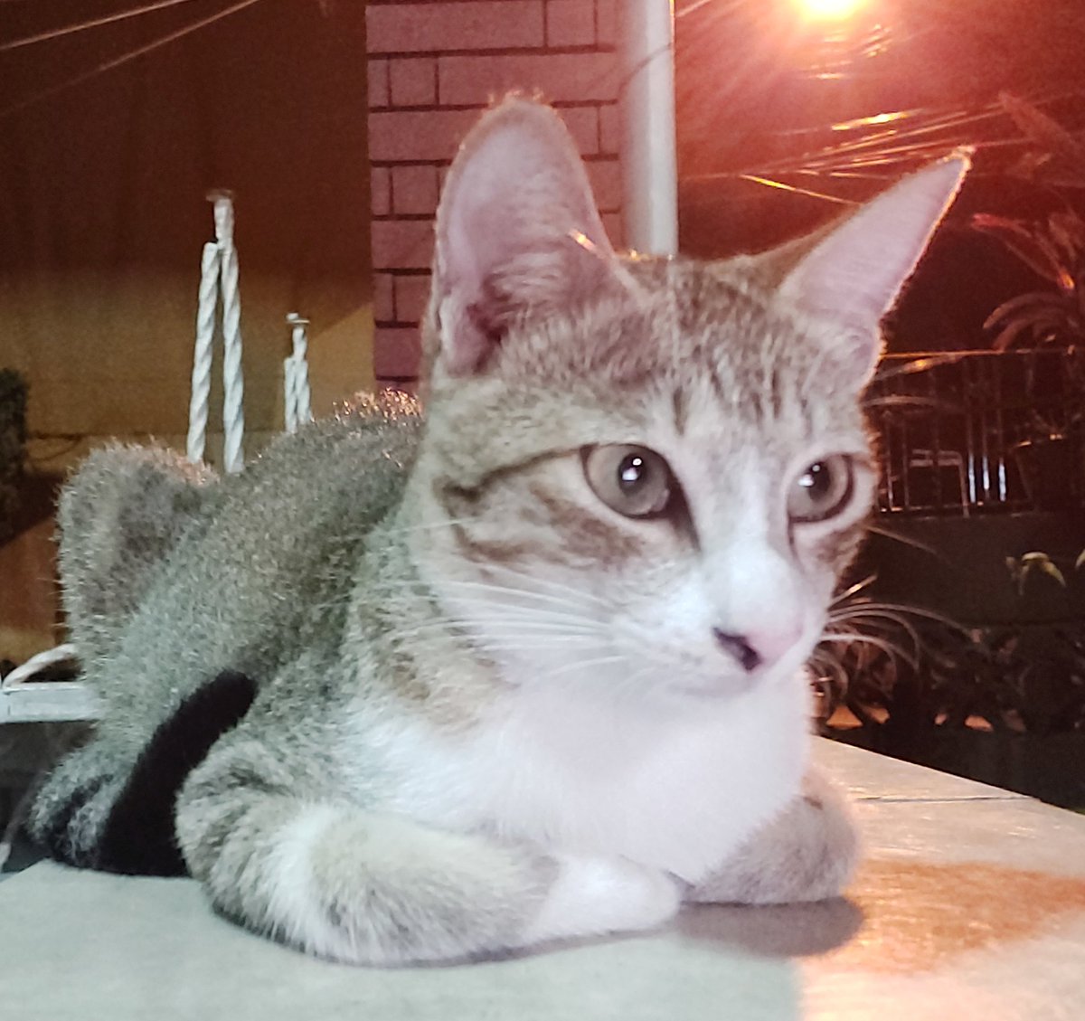 2XWin's tweet photo. Thank you for being my best bud and my happy pill. Walang makapalit sa iyo. Sana magkita ulet tayo. Run free, Beanie. (05/10/21-11/23/21) https://t.co/KlsnFdQLk9