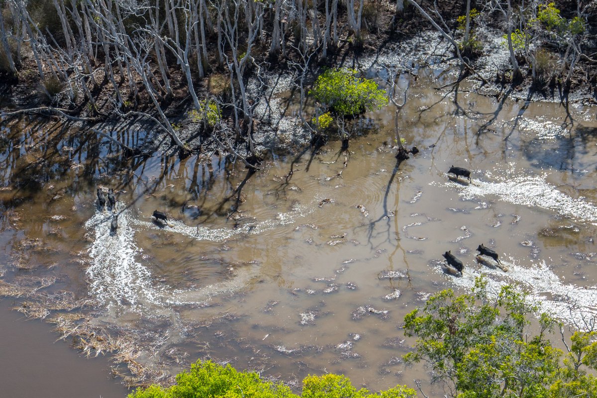 NESPLandscapes's tweet image. There are an estimated 24 million #FeralPigs in Australia, and despite numerous efforts to control them throughout previous decades, their populations have continued to increase and leave #wetland destruction in their wake. 1/