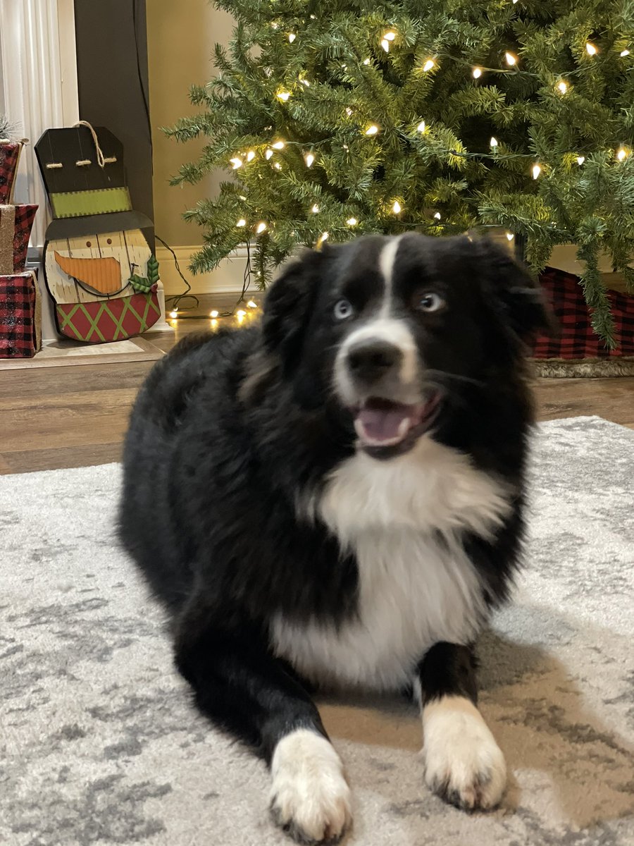 Laikyn22's tweet photo. @budweiserusa #PupweiserContest Nala loves getting her photo taken https://t.co/mfUXHUZV7J