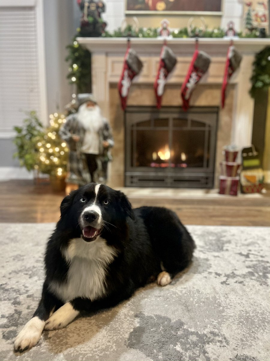 Laikyn22's tweet photo. @budweiserusa #PupweiserContest Nala loves getting her photo taken https://t.co/mfUXHUZV7J