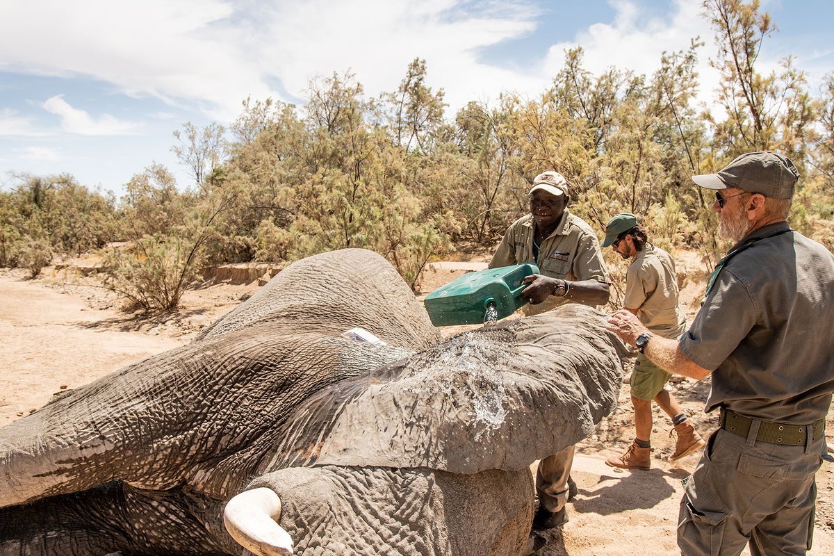 Elephant-Human Relations Aid tweet media