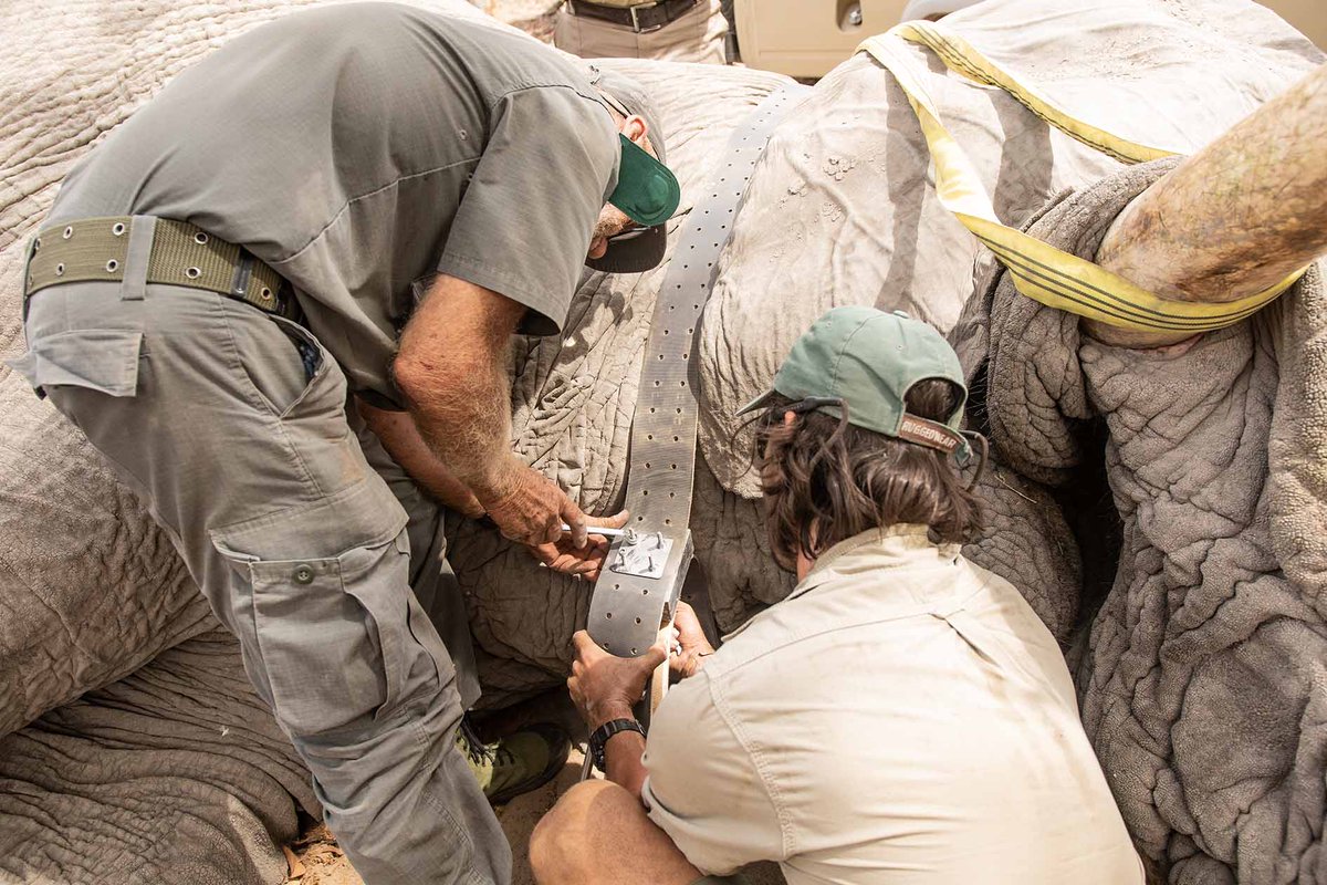 Elephant-Human Relations Aid tweet media