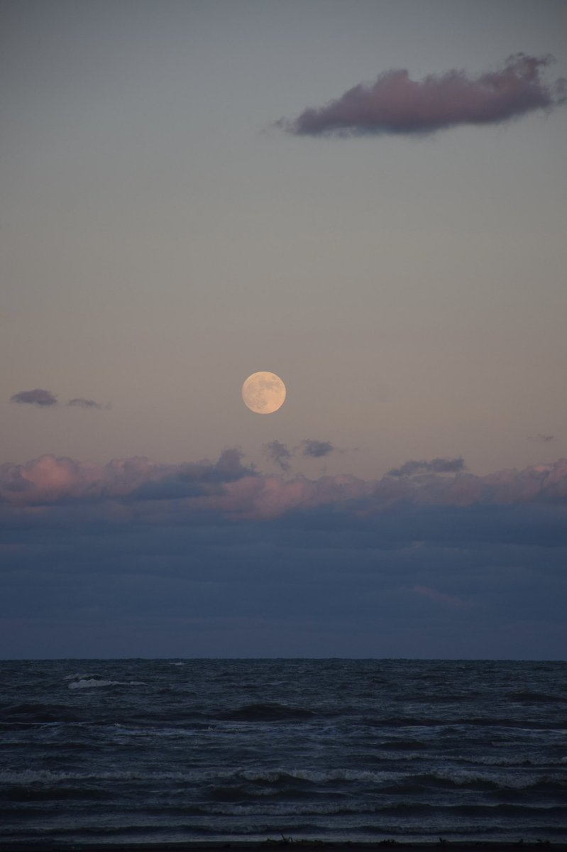 چِشمه🪴 tweet media