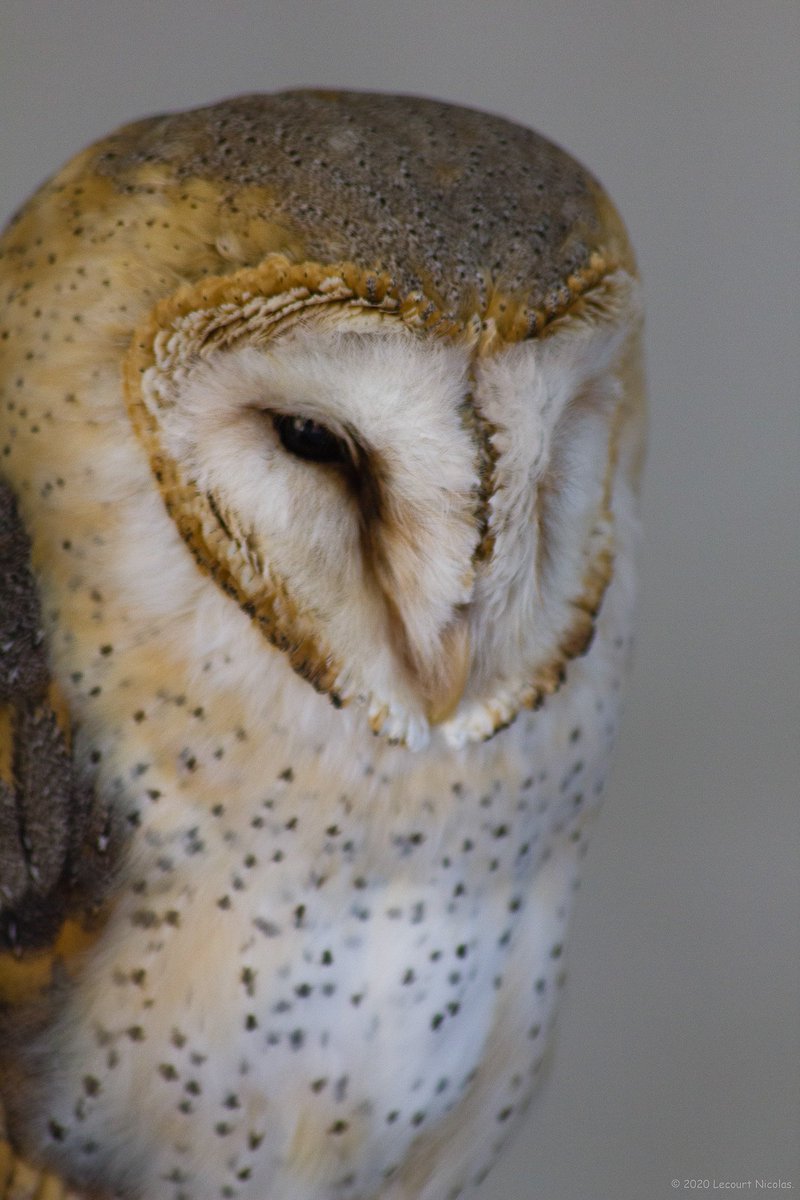 NL_Photographe's tweet photo. Photo "Portrait d’une chouette"

https://t.co/1ssk8zRatP

© 2021 Lecourt Nicolas.

#birdphotography #fauconnerie #rapace #oiseau #chouette #owl #falconer #falconry #raptor #LecourtPhoto #fauconnier #bnwphotography #blackandwhitephotography #bwphotography #conservationbiology https://t.co/df1X5IOYRj