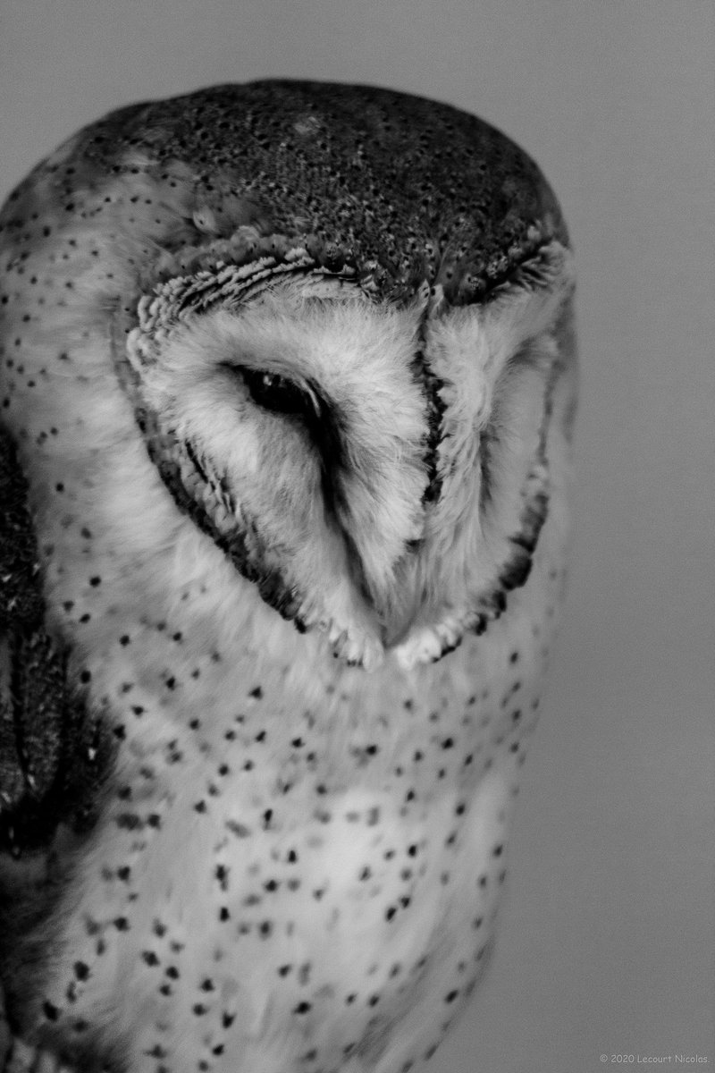 NL_Photographe's tweet photo. Photo "Portrait d’une chouette"

https://t.co/1ssk8zRatP

© 2021 Lecourt Nicolas.

#birdphotography #fauconnerie #rapace #oiseau #chouette #owl #falconer #falconry #raptor #LecourtPhoto #fauconnier #bnwphotography #blackandwhitephotography #bwphotography #conservationbiology https://t.co/df1X5IOYRj