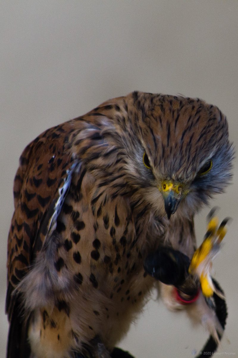 NL_Photographe's tweet photo. Photo "L’ennuie du Faucon"

https://t.co/1ssk8zRatP

© 2021 Lecourt Nicolas.

#birdphotography  #fauconnerie #rapace #falcon #falconer #falconry #raptor #LecourtPhoto #faucon #fauconnier #bnwphotography #blackandwhitephotography #bwphotography #conservationbiology https://t.co/sutlvRk2Sv