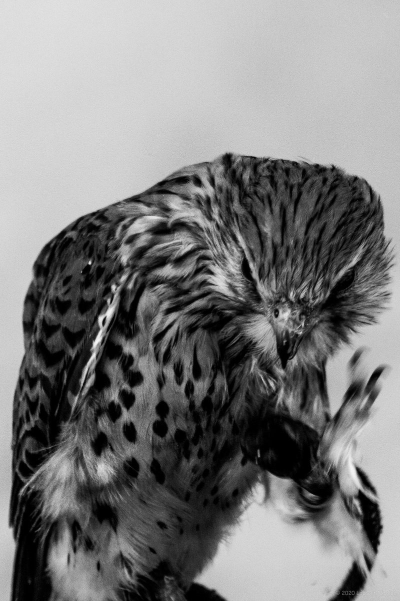 NL_Photographe's tweet photo. Photo "L’ennuie du Faucon"

https://t.co/1ssk8zRatP

© 2021 Lecourt Nicolas.

#birdphotography  #fauconnerie #rapace #falcon #falconer #falconry #raptor #LecourtPhoto #faucon #fauconnier #bnwphotography #blackandwhitephotography #bwphotography #conservationbiology https://t.co/sutlvRk2Sv