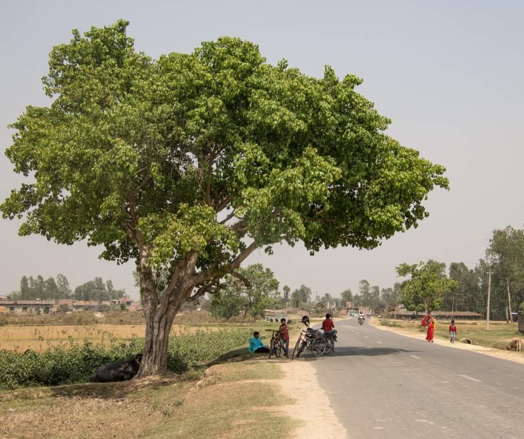 RONBupdates's tweet photo. This photo by Bibek Shrestha wins 'Tree of the Year Nepal 2021' for a beautifully captured photo of a tree in Janakpur, along with a meaningful story. The program was organized by Creasion to spread awareness regarding the importance of trees &amp; need for afforestation.❤ #Congrats https://t.co/ZdYTmo3xtk