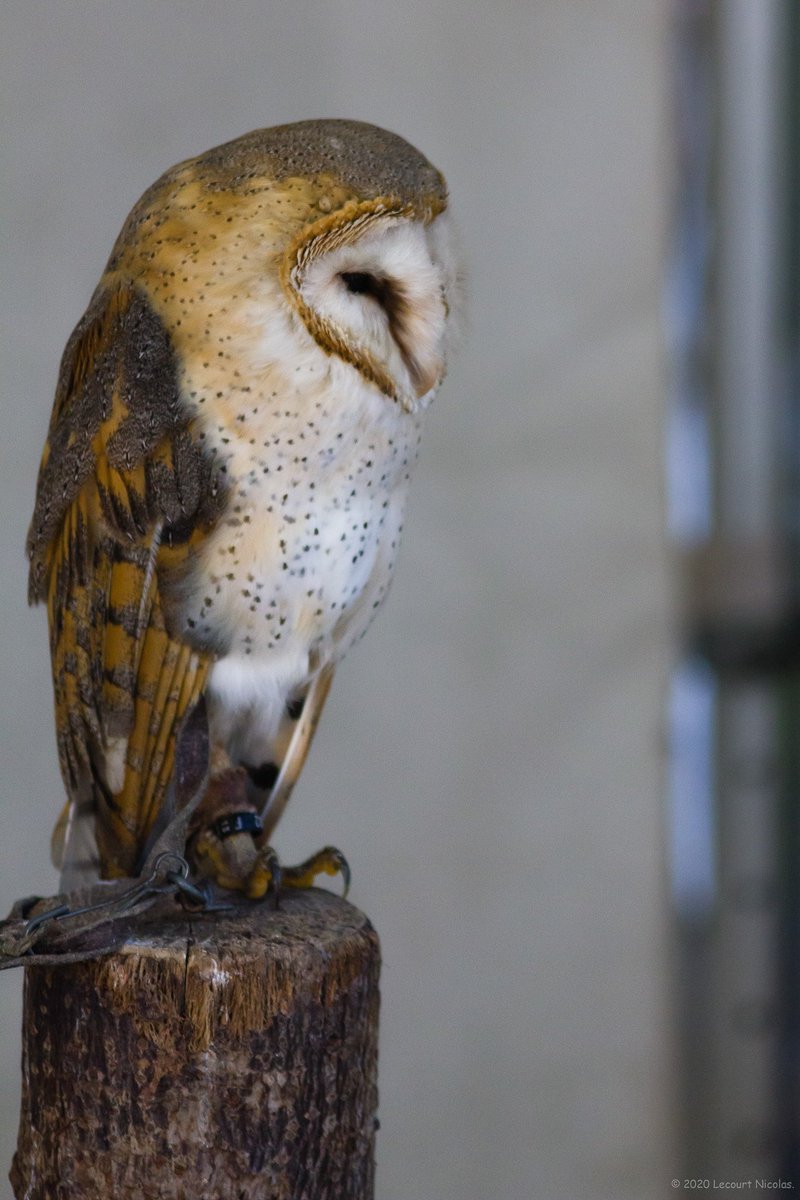 NL_Photographe's tweet photo. Photo "Du haut de son perchoir"

https://t.co/1ssk8zRatP

© 2021 Lecourt Nicolas.

#birdphotography #fauconnerie #rapace #oiseau #chouette #owl #falconer #falconry #raptor #LecourtPhoto #fauconnier #bnwphotography #blackandwhitephotography #bwphotography #conservationbiology https://t.co/JZlFY9zbRB