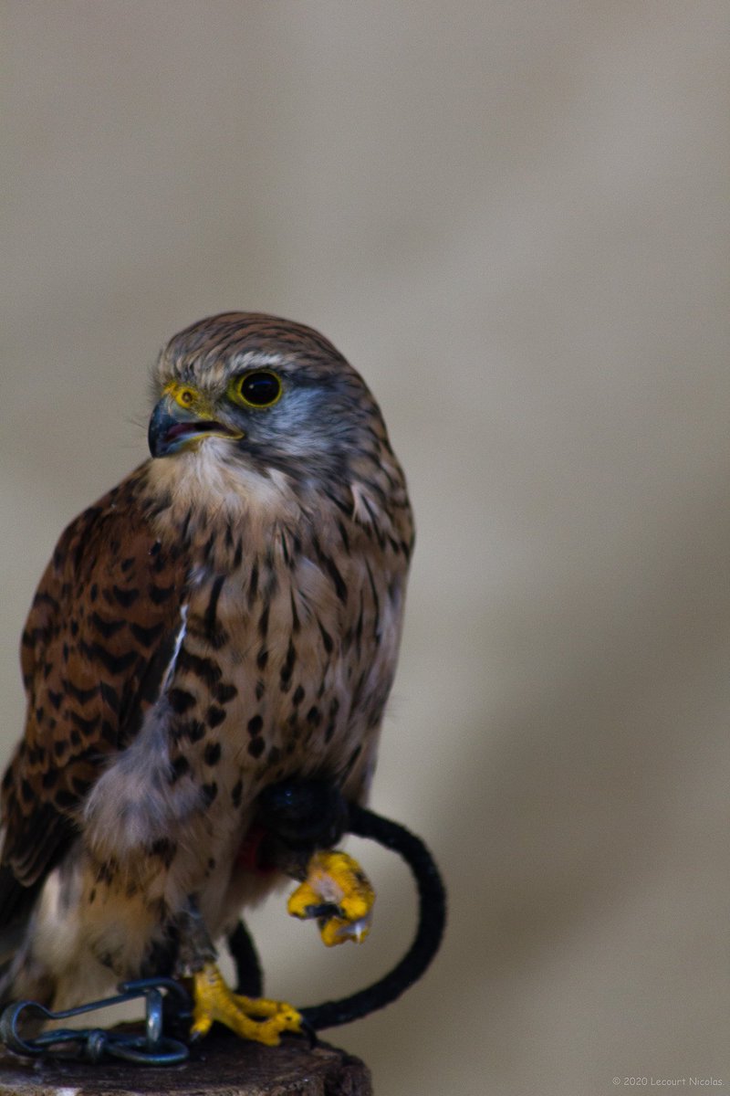 NL_Photographe's tweet photo. Photo "Le regard du Faucon"

https://t.co/1ssk8zRatP

© 2021 Lecourt Nicolas.

#birdphotography #fauconnerie #rapace #oiseau #falcon #oiseaux #falconer #falconry #raptor #LecourtPhoto #faucon #fauconnier #bnwphotography #blackandwhitephotography #conservationbiology https://t.co/Hsj4NUSedI