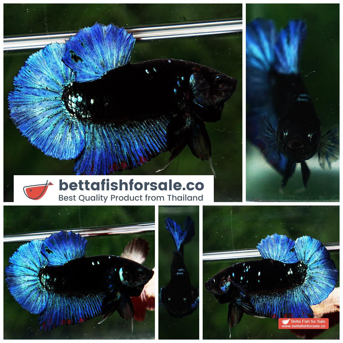Just Betta BlackStar Avatar Open 1pm6pm this Facebook #7 Just Betta BlackStar Avatar Open 1pm6pm this Facebook