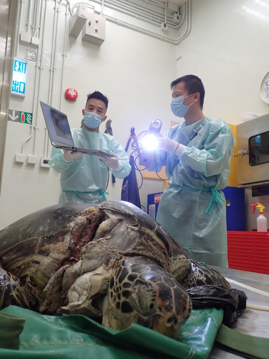 AAVLab2014's tweet photo. Male adult Green Sea Turtle carcass found in North Point waters. We noted clear fractures at carapace and plastron, associated with hematoma in adjacent musculatures, likely induced by antemortem vessel collision. Food and marine debris was found along the GI tract. #CityU #AAVL https://t.co/wqyortzUYS