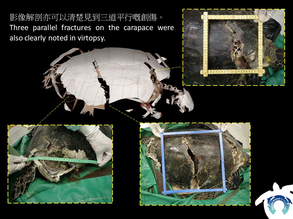 AAVLab2014's tweet photo. Male adult Green Sea Turtle carcass found in North Point waters. We noted clear fractures at carapace and plastron, associated with hematoma in adjacent musculatures, likely induced by antemortem vessel collision. Food and marine debris was found along the GI tract. #CityU #AAVL https://t.co/wqyortzUYS
