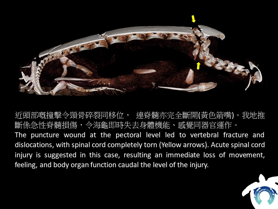 AAVLab2014's tweet photo. Male adult Green Sea Turtle carcass found in North Point waters. We noted clear fractures at carapace and plastron, associated with hematoma in adjacent musculatures, likely induced by antemortem vessel collision. Food and marine debris was found along the GI tract. #CityU #AAVL https://t.co/wqyortzUYS