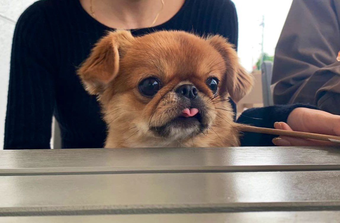 Vlog24156466's tweet photo. 舌がハートになってる♥️

#犬 #犬のいる暮らし #ハート #ビス https://t.co/47wVusdYJU