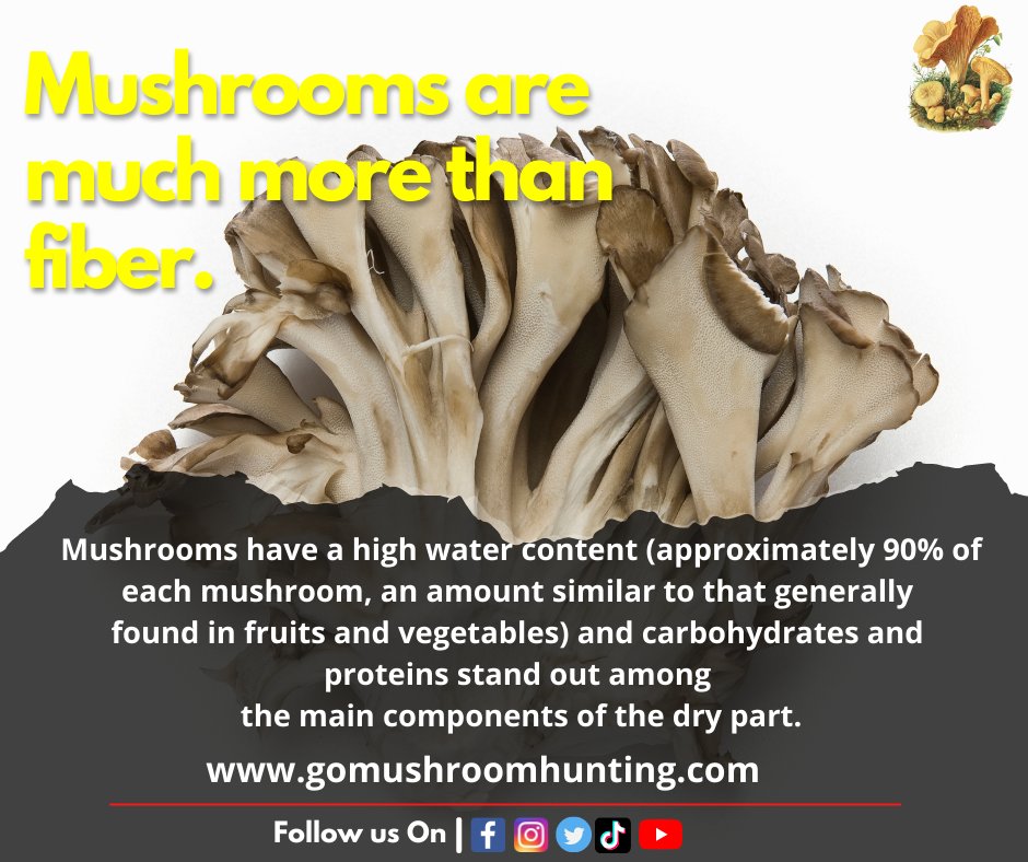 Do you think Mushrooms can full the need for fiber in our body?

Mushroom Hunters What You Think

Comment Below

#gomushroomhunting #autumnfoods #fallrecipes #easyrecipes #recipe #mushrooms #ediblemushrooms #mushroompicking #mushroomfun #mushroomhunter