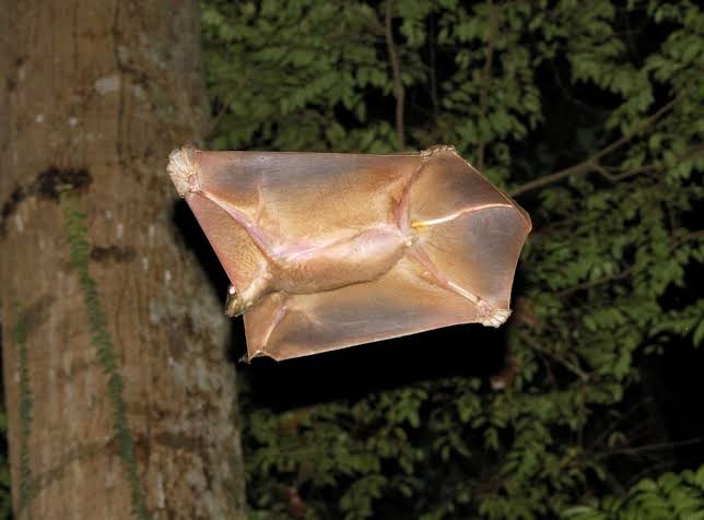 Diospectre's tweet photo. @DonnPS5 @InterwebVids I'm stupid, it's Colugo. Hope you are satisfied now. 😆 https://t.co/SXGmOnFeGR