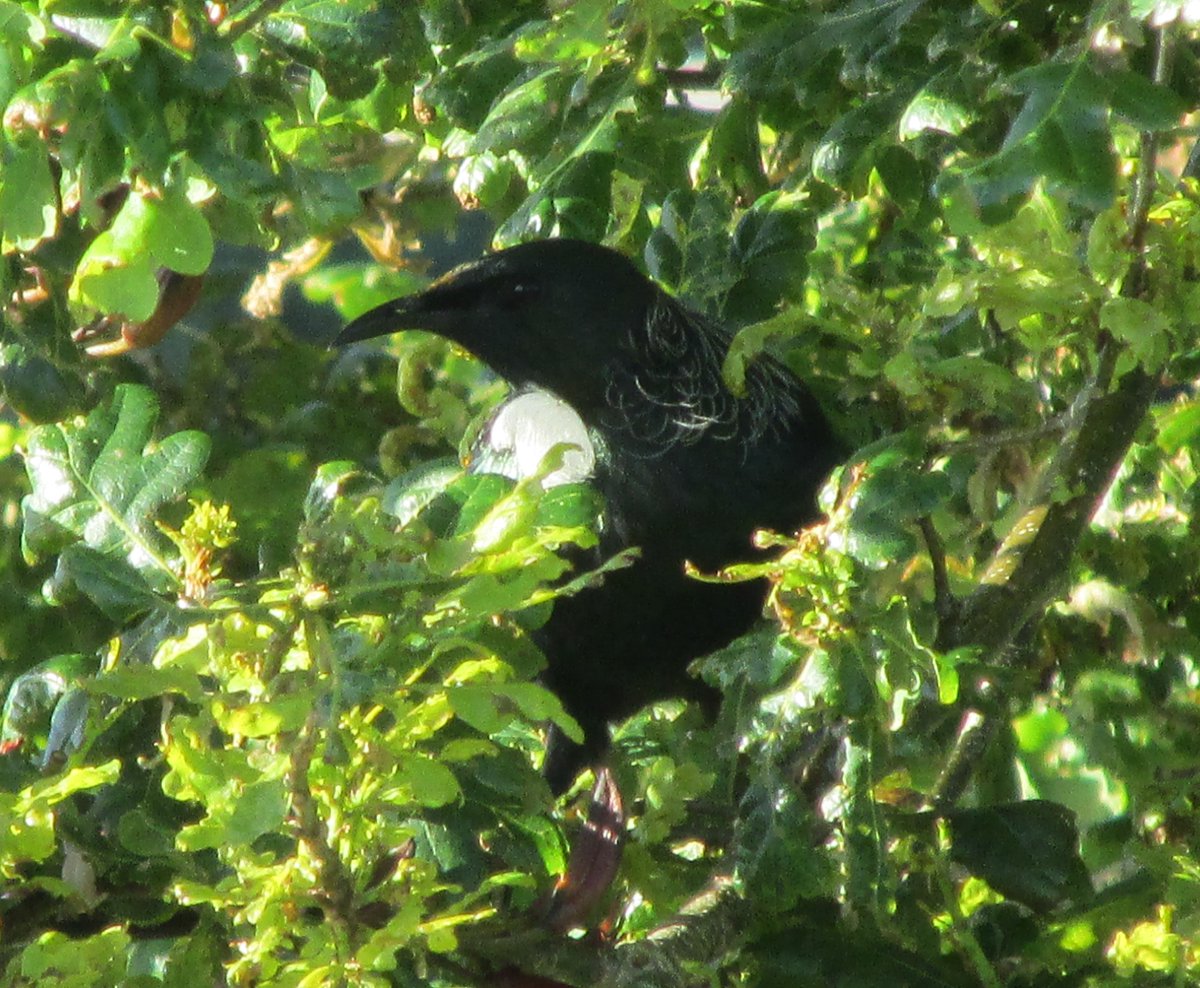 GabyLynch9's tweet image. Took this one this morning 😊 he was called the Parson Bird by English settlers because of his little white necktie #Tui #NativeBird