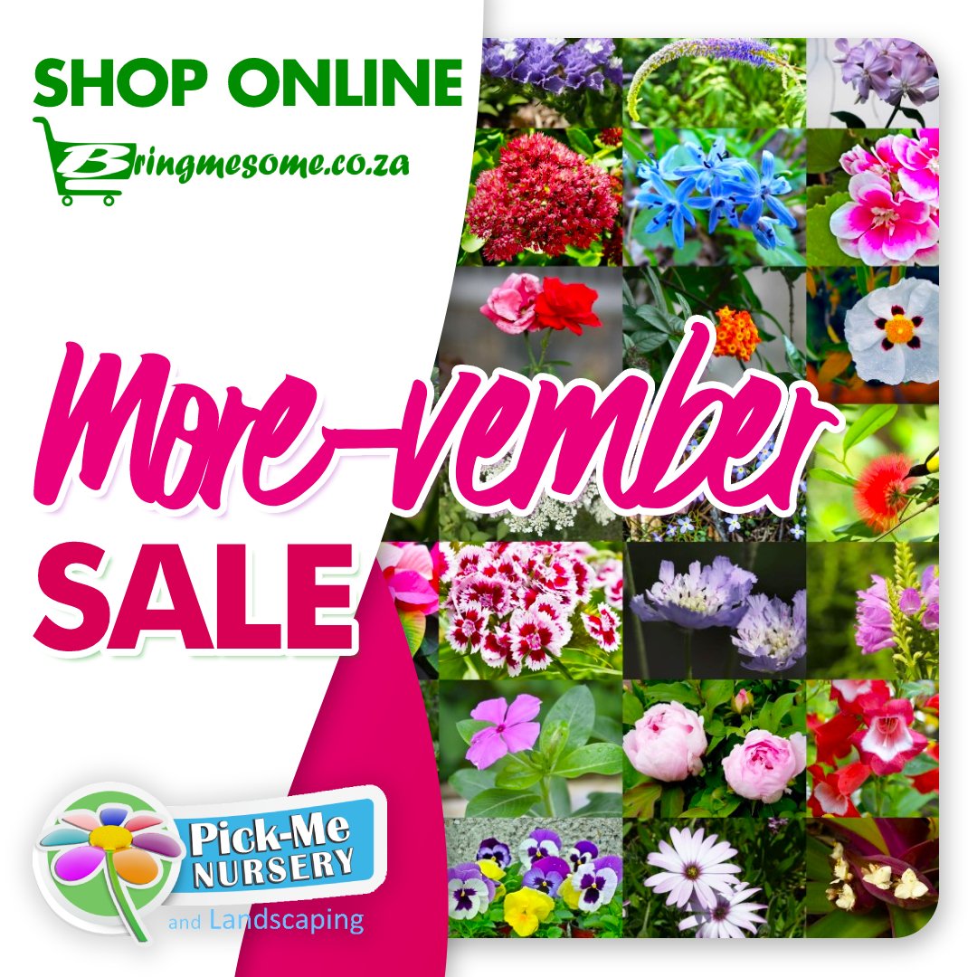BringMeSomeSA's tweet photo. Our More-Vember Sale :

𝐀𝐥𝐥 𝐩𝐥𝐚𝐧𝐭𝐬 𝐋𝐞𝐬𝐬 𝟏𝟓%
(Excl Compost, Lawn dressing, Fertilisers &amp; Pots)
Valid for November while stocks last.

Get all your products at @PickMeNursery , 30 Peter Rd, Tres Jolie, Roodepoort
#sale #gardening #plants #flowers #garden https://t.co/Mrtys9748c