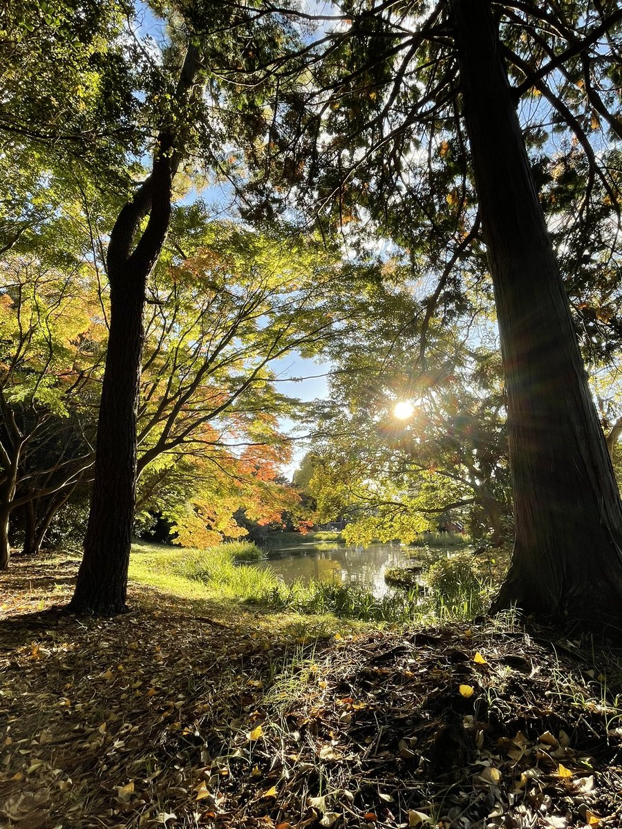 tomatsum's tweet photo. 紅葉探索に称名寺なう https://t.co/FeBsC3UelC
