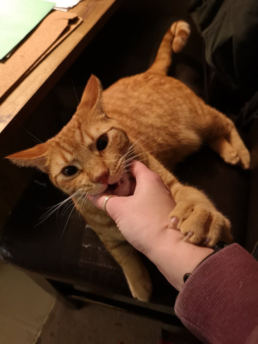 shagpoke's tweet photo. @RedCoatCat I tried to go for a pet instead of a high five but same vibes... https://t.co/dNOrkshs3X