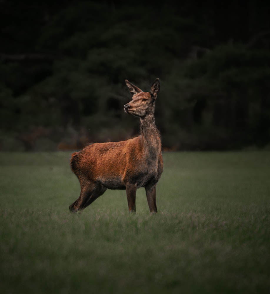 Today's Photo of the Day is taken by Llew Hall at Margam Park #BBCCountryfileMagPOTD