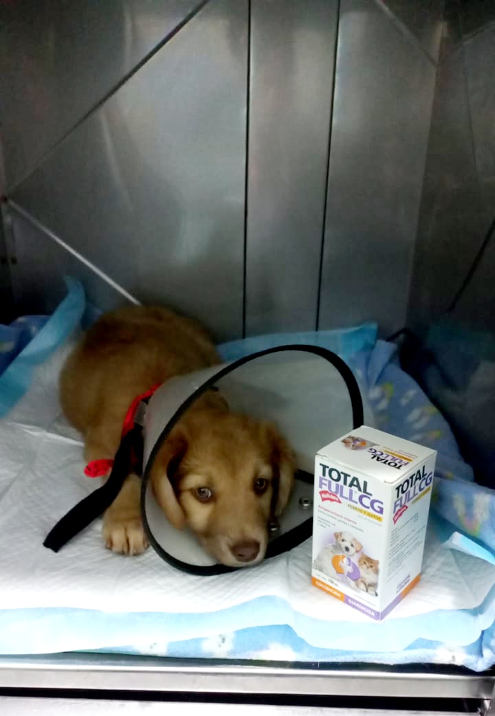 incondic_peru's tweet photo. DESPARASITACIÓN!👩🏻‍⚕️
Gracias @ferelio @jexuvaldez con su apoyo desparasitamos a #Mateo💕🐶
Muchas gracias amigos!
#PepLover
#ApadrinarSalvaVidas 
#Rescatados https://t.co/jyG0H8MHEa