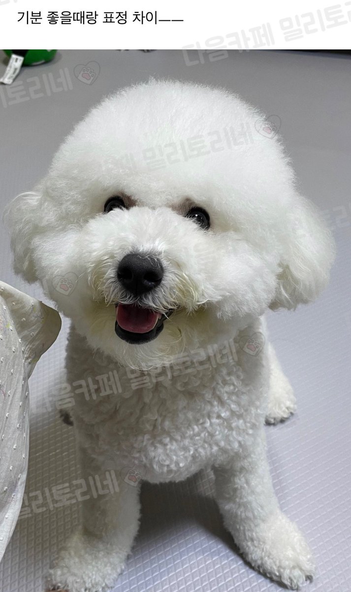 milytoryfan's tweet photo. 근황 https://t.co/46YX5G3io2