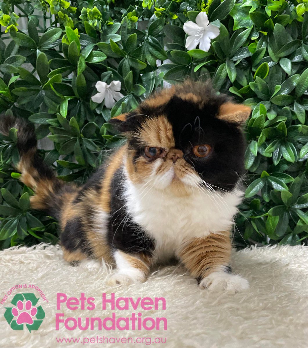 petshaven's tweet photo. Do not let her grumpy face fool you, this cutie is full of love!
Read more about Ursula here: https://t.co/q4B7i14ggQ https://t.co/29XKHsHGjP