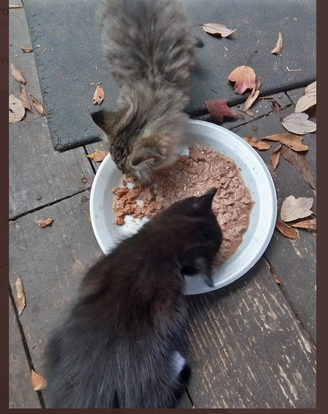 here are two of my outside kittens.. the black one i named Agoti. but he got wire fur so his name now is Plug end. and the other one i named Tabi but his name now is Tin- foil..... (My fnf Kitten mods) https://t.co/wNOoybxPKe