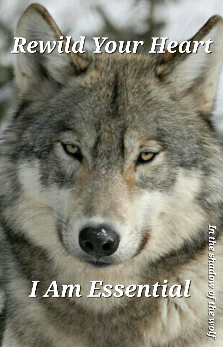 AEAllen27's tweet photo. Sad news. On Nov. 18, WDFW gunned down an adult male member from the new wolf pack in the area of Columbia County.
Heartbreaking.
#WAwolves #waronwildlife
More: https://t.co/2FgzBD9ZZc https://t.co/NdEUqKgMGC