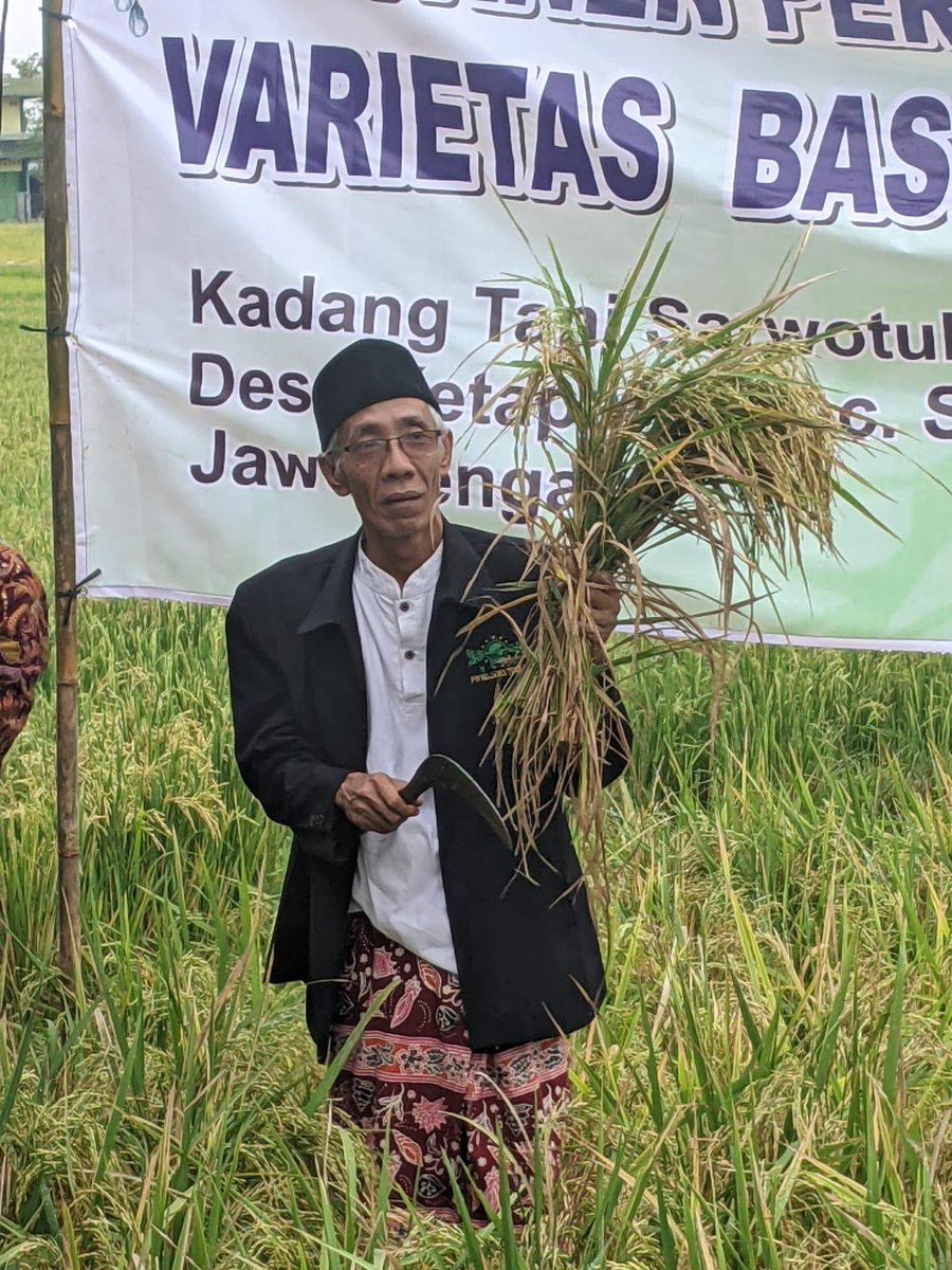 Siapa bilang kita butuh impor beras ? Saudara2 petani KT Sarwo Tulus malah ada yg menanam husus untuk ekspor. Varietas Besmati ini untuk timteng. Fallakhin baru dapat memenuhi pesanan 30ton per bulan dlm permintaan 200 ton.
(gambar hanya pencitraan)