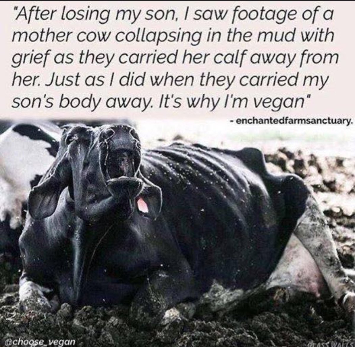 Gail7175's tweet photo. She carried her baby for 9 months 💔 do you really think she’s willing to give up her baby?  Visit #cowtruth #DitchDairy #dairyisscary https://t.co/dssWxYbu9v