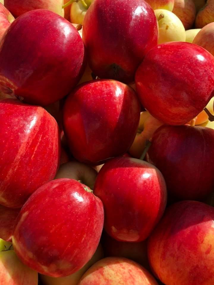 🚜Our amazing orchard teams pride themselves on the care and attention they provide each and every tree, enabling us to distribute over 400 million British apples and pears each year to your local supermarkets🛒
#britishapples #britishpears #farming #freshproduce #team #nutrition