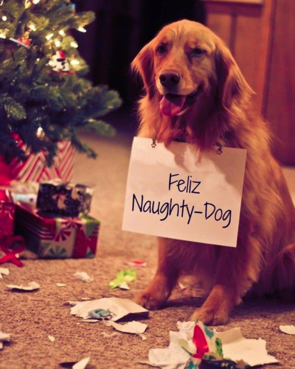 chugs_cd's tweet photo. Just a bit more than a month before #Christmas! What present are you getting your good pooch?
#adoptdontbuy #adopt #rescue #foster #share #chugdog #chug #chugs #chugsofinstagram #chihuahua #pug #dogstagram #dogoftheday #dog #cute #love #animal https://t.co/XxepRtPvSk