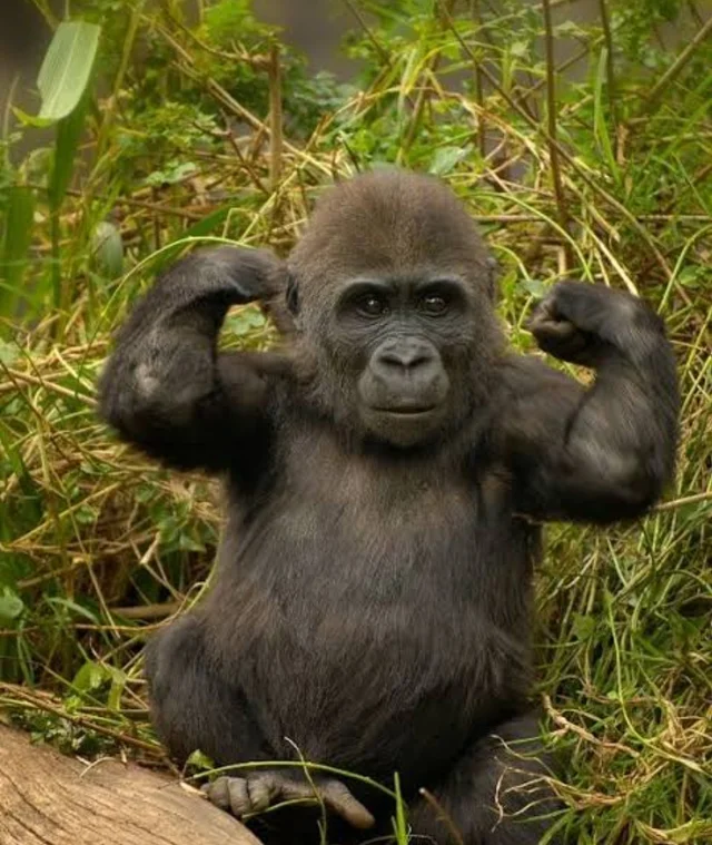 PrimatesDaily's tweet photo. stronk https://t.co/FsGgHhvMo4