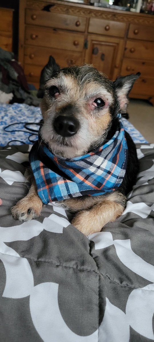 considernoodles's tweet photo. My sweet three legged Noodles has a torn ACL and a luxating patella in his only hind leg 

He's 2

We're going to do surgery 
#dogsoftwitter #dogs #pawcirclemybabyplease #heshomewithmenow #DogsAreFamily #animals #pleasekindthoughtsforpasta https://t.co/RJ0im7mnNU