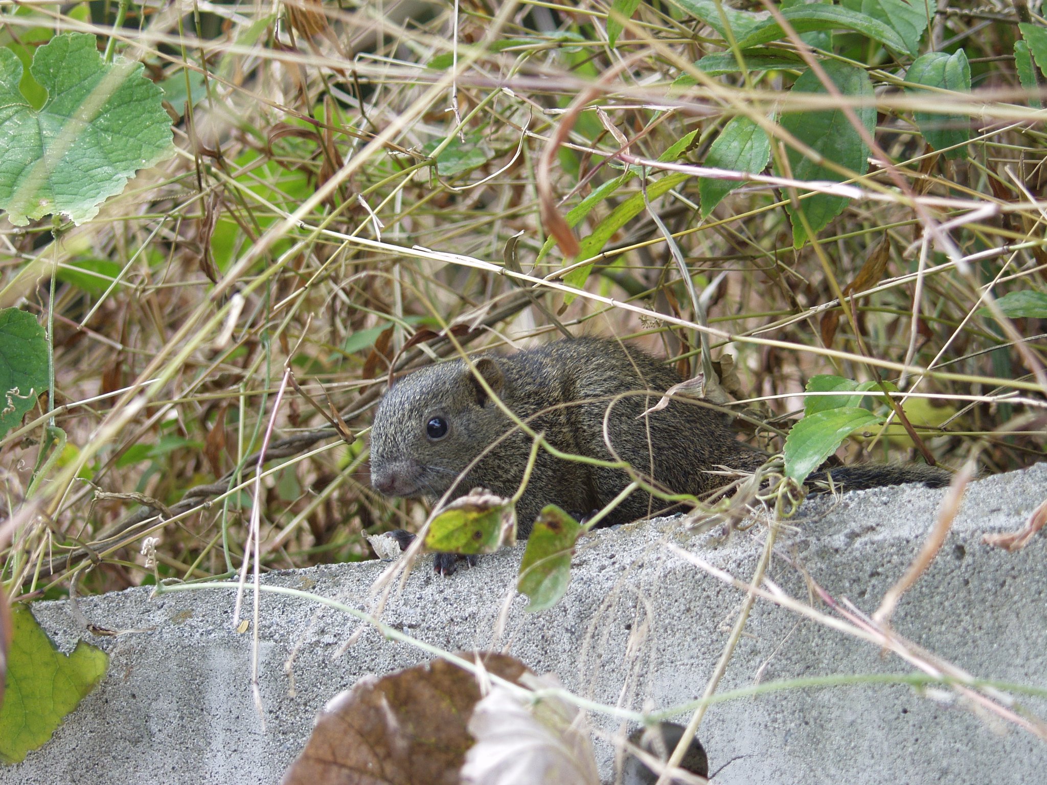 花の芽よもぎ 若いタイワンリスが木と間違えたのかいきなり飛びついてきてびっくりした リスにしてみても木だと思った物がよけたからびっくりしたのか 目をパチパチパチってしてた 見た目可愛いけど害獣で特定外来生物に指定されてる 最近増えたなぁ 木の皮