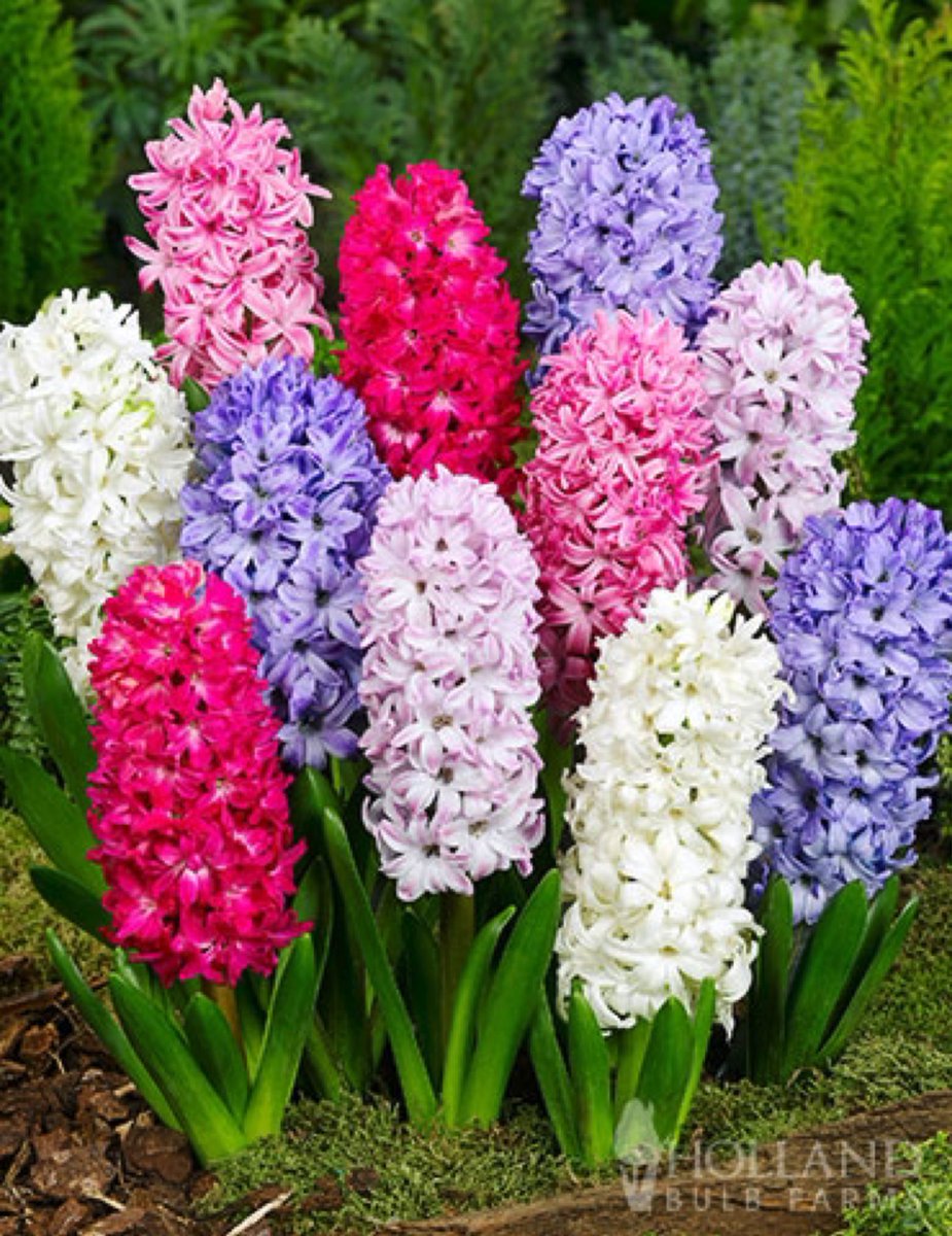 Today’s plant is the hyacinth!!! 

It’s one of my favorite flowers!